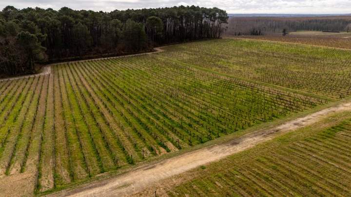 Domaine viticole à Illats